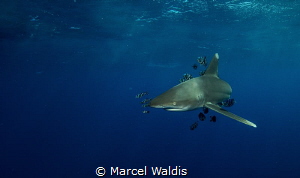 I shot this Picture during a Shark Workshop at Elphinstone by Marcel Waldis 